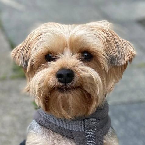 Archie a Ukrainian dog and who is a small, sandy coloured Terrier